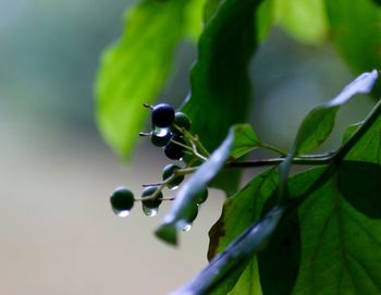 Close-up of plant