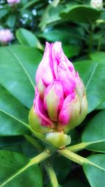 Close-up of pink flower blooming outdoors