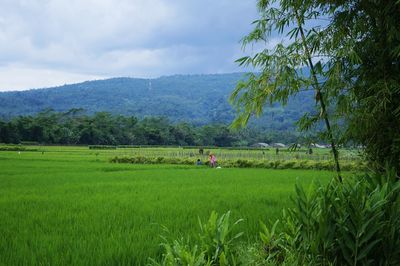 Scenic view of rice field against sky