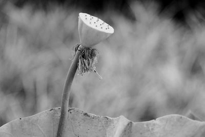 Close-up of wilted flower against blurred background