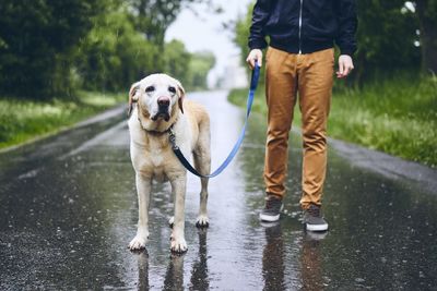 Low section of man with dog walking on wet road during rainy season