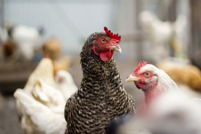 A pockmarked chicken in close-up, looking into the distance.