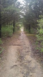 Road amidst trees