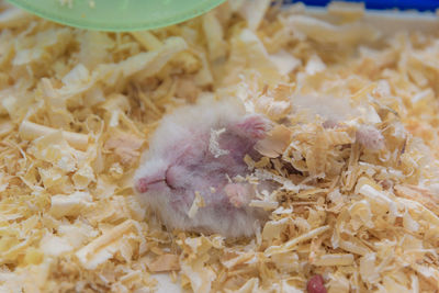 Cutie small hamster mouse sleeping in its cage