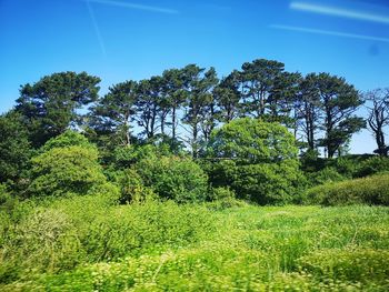 Trees on field against blue sky