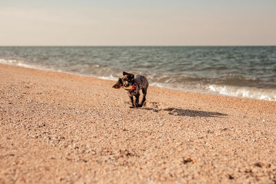 Dog running at beach against sky