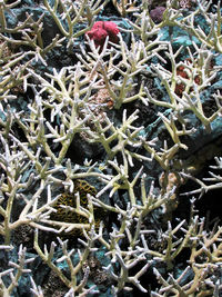 High angle view of crab on plants