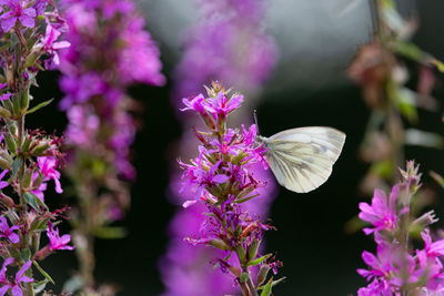 Close-up of butterfly pollinating on purple flowering plant