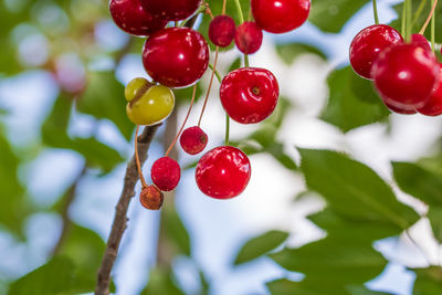 Close-up of red berries growing on tree