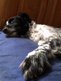 Close-up of dog sleeping