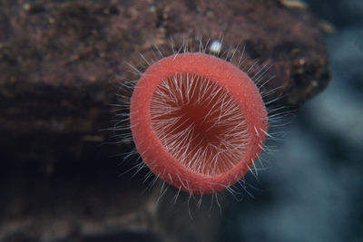 Close-up of red jellyfish