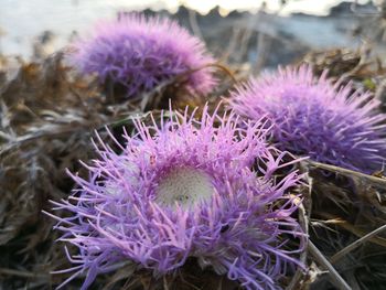 Close-up of thistle flowers