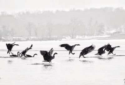 Birds in water