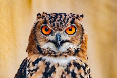 Close-up portrait of owl