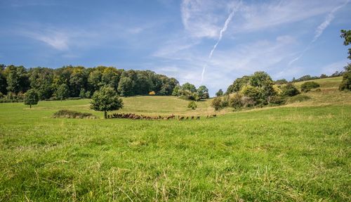 Trees on field against sky