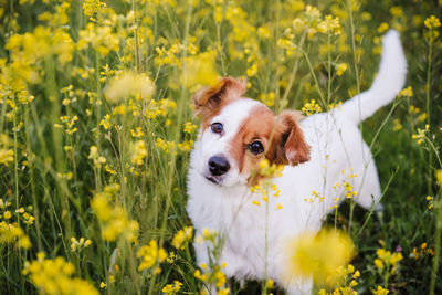 Portrait of a dog on field