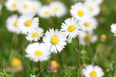 Close-up of white daisy blooming in field