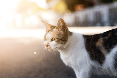 Close-up of a cat looking away