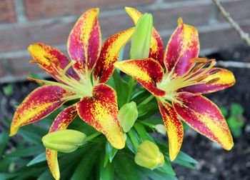 Close-up of flowers blooming outdoors