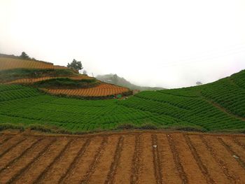 Scenic view of vineyard against clear sky