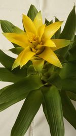 Close-up of yellow flower