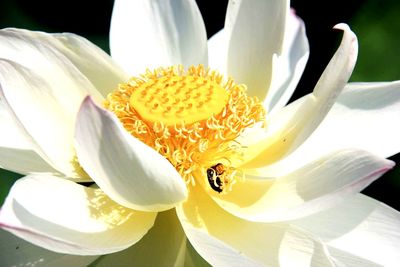 Close-up of white lily