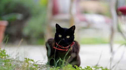 Portrait of black cat