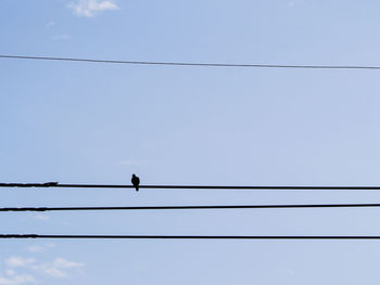 Low angle view of birds perching on cable