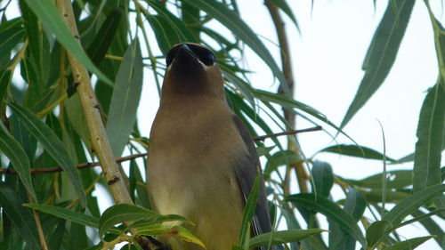 Low angle view of bird perching on branch