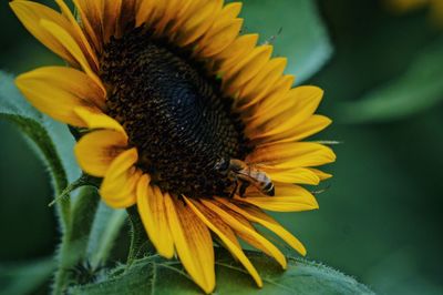 Close-up of sunflower