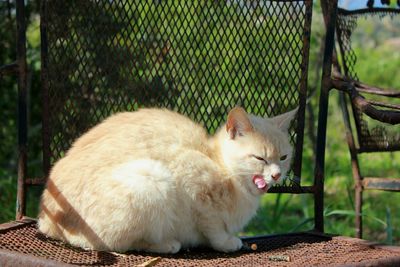 Cat sitting on a fence