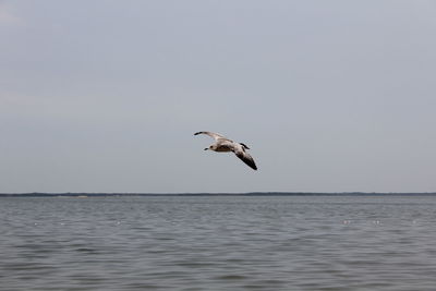 Seagull flying over sea against clear sky