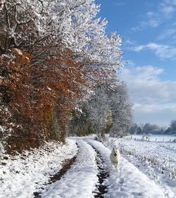 Snow covered trees on field against sky