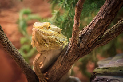 Close-up of lizard on tree trunk