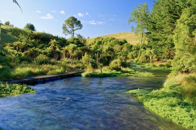 Scenic view of river amidst trees in forest against sky