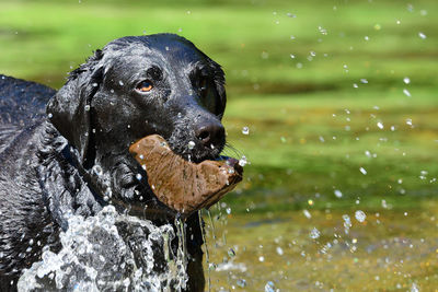 Portrait of a wet black labrador in a river while carrying a big stone 