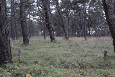 Trees growing in forest