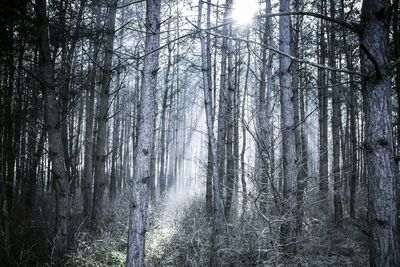 Bare trees in forest