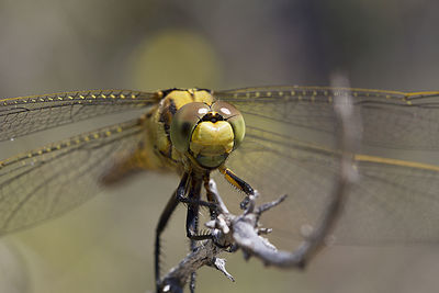 Close-up of dragonfly on plant