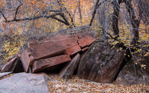 Fallen tree in forest during autumn