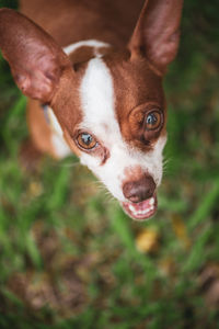 Close-up of dog looking away on field