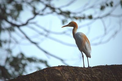 Low angle view of bird perching on tree against sky