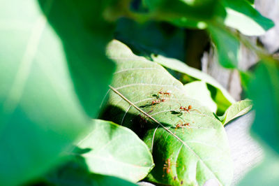 Close-up of insect on plant