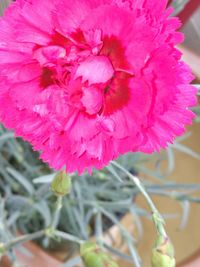 Close-up of pink flower