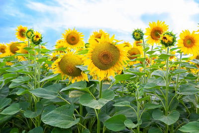 Close-up of yellow flowering plants on field