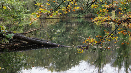 Reflection of trees in lake