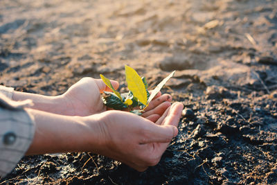 Cropped image of person holding leaves over field
