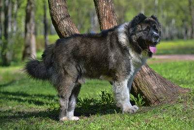 Portrait of a dog on field