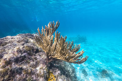 Coral reef scuba diving in sea ocean of curacao