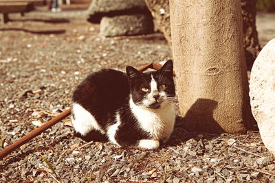 Portrait of cat sitting outdoors